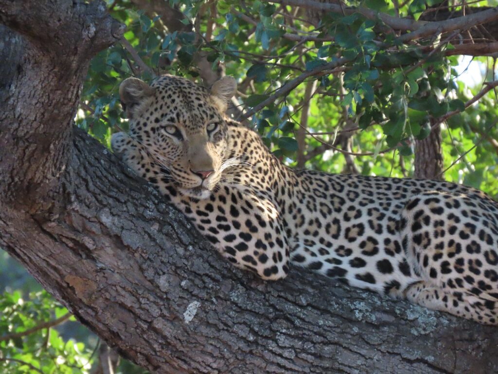 Twin spot leopard