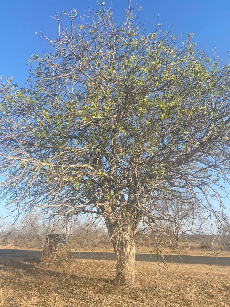 Sausage tree