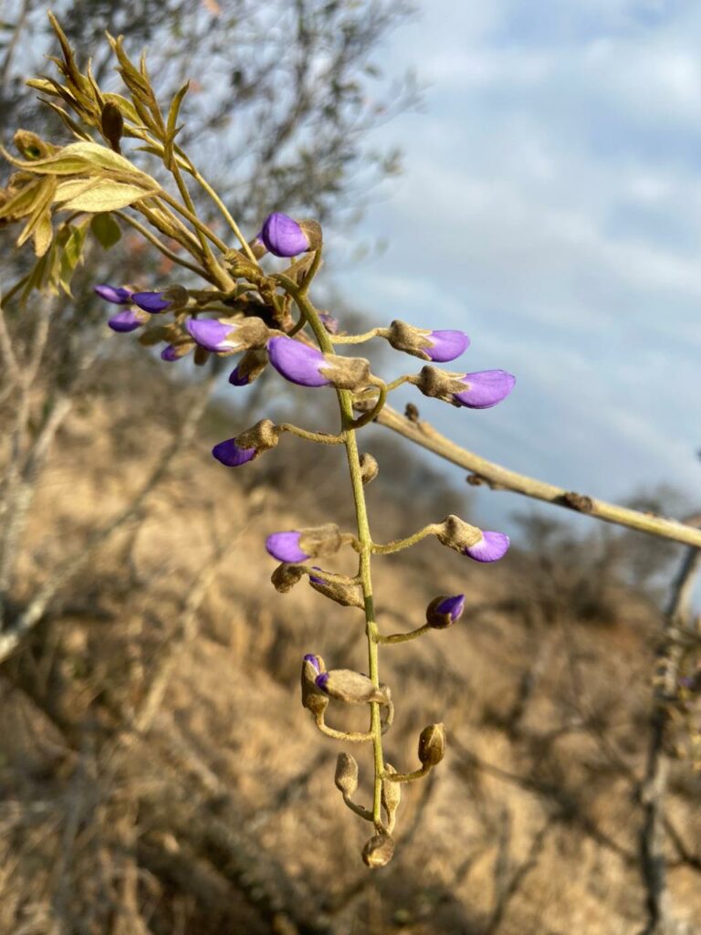 Tree wisteria