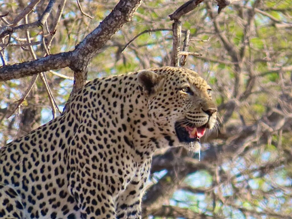 Leopards at Nyala