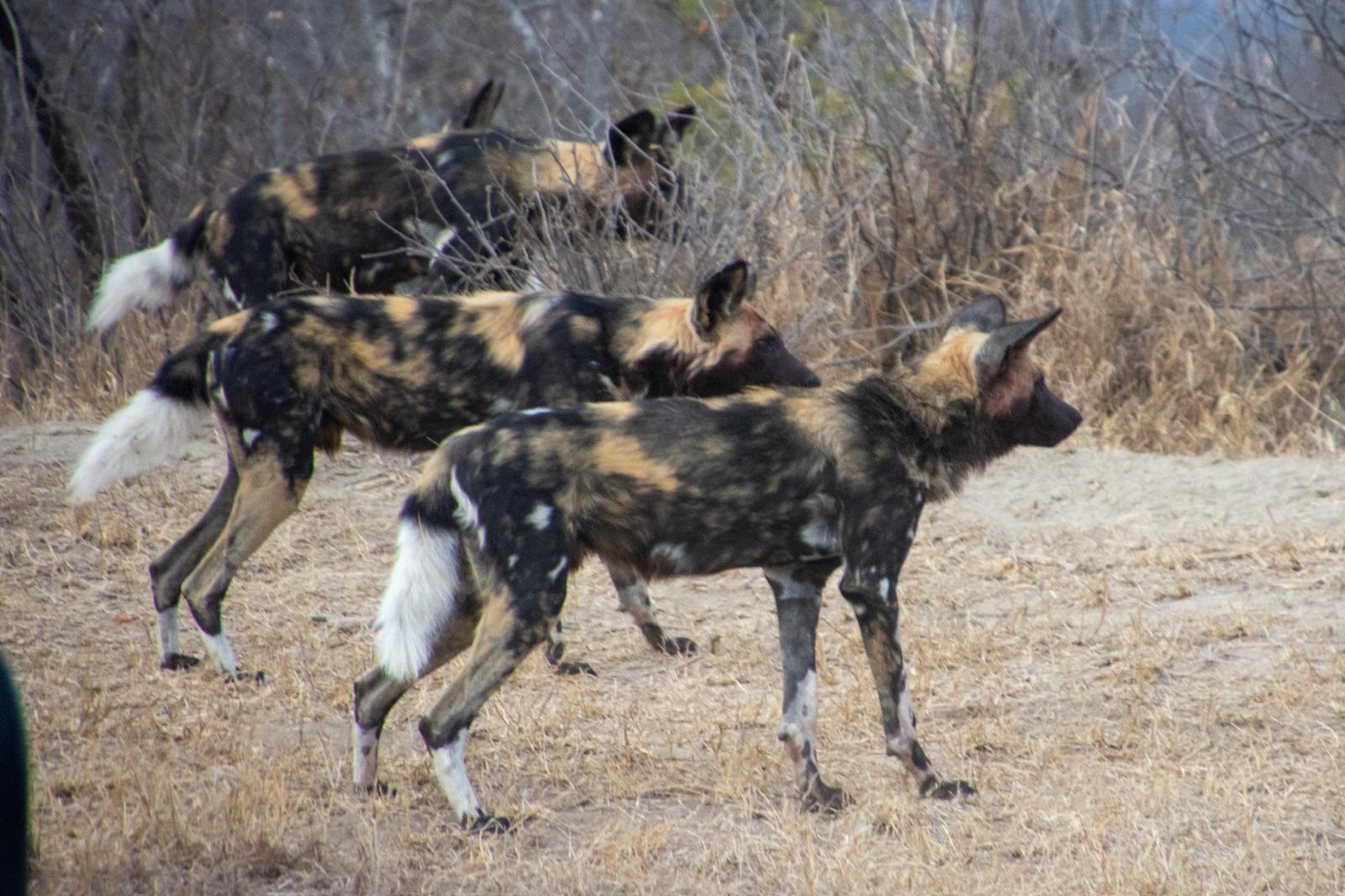 African wild dogs