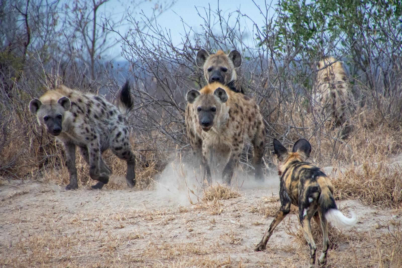 African wild dogs and hyena