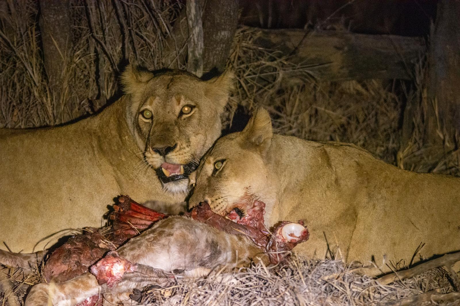 Lioness on Kill