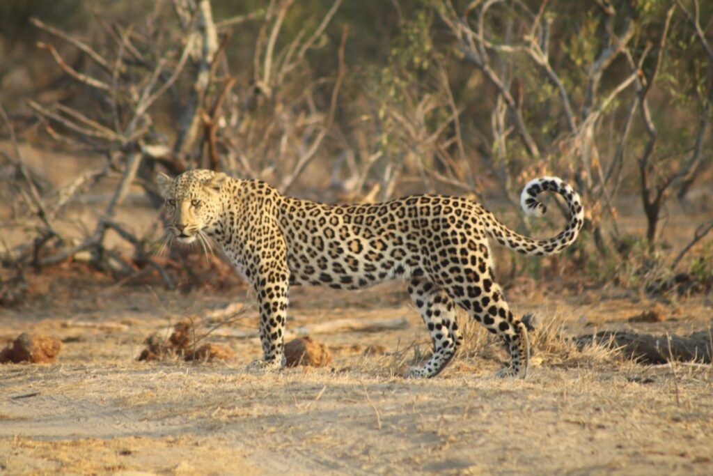 Leopard in the Klaserie
