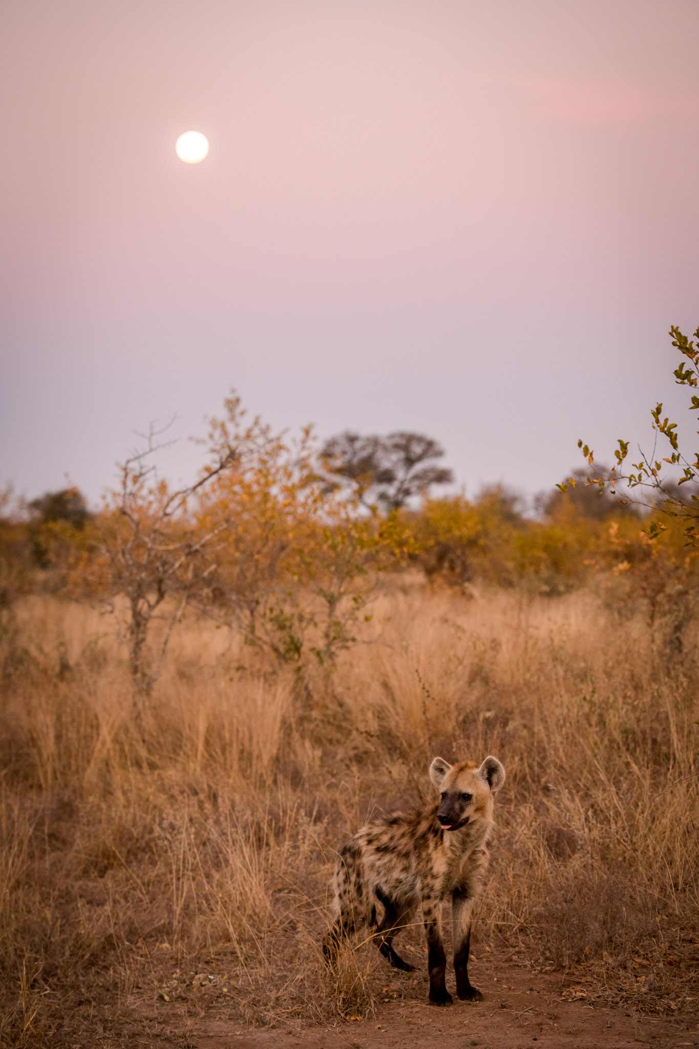 Spotted hyena Spotted hyena