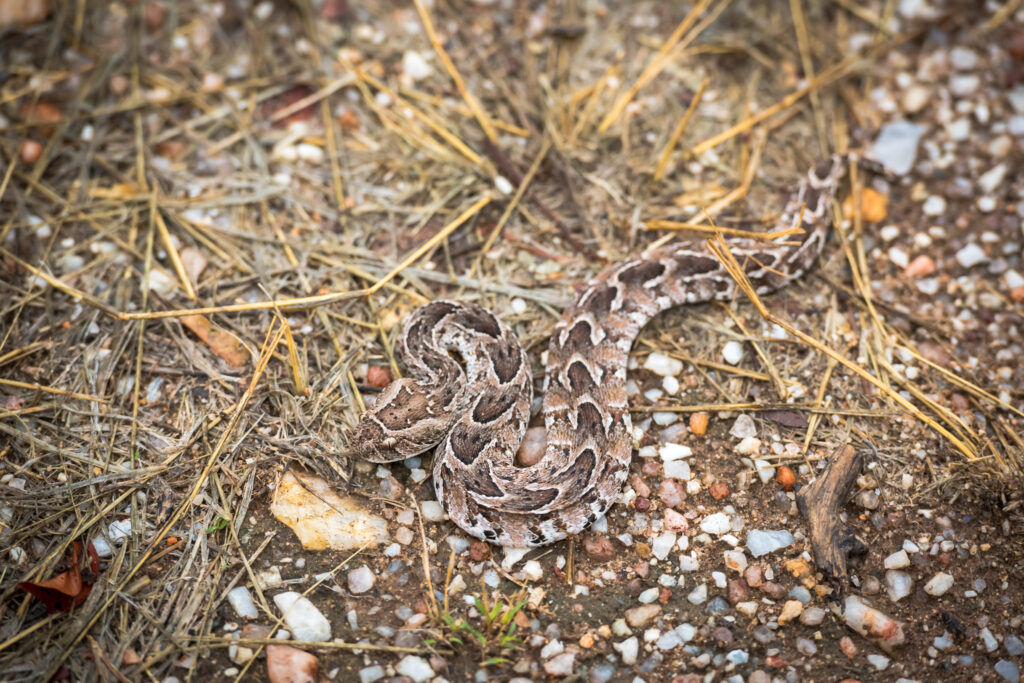 Snake camouflaged