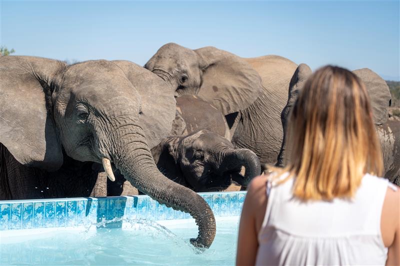 nThambo safari lodge