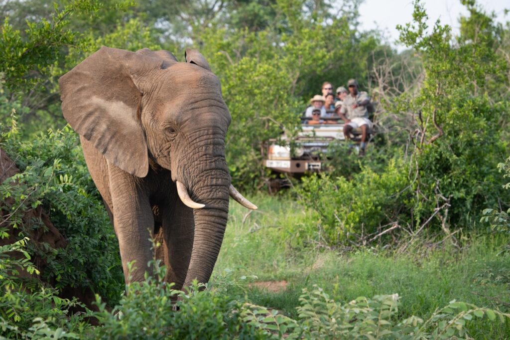 Safari