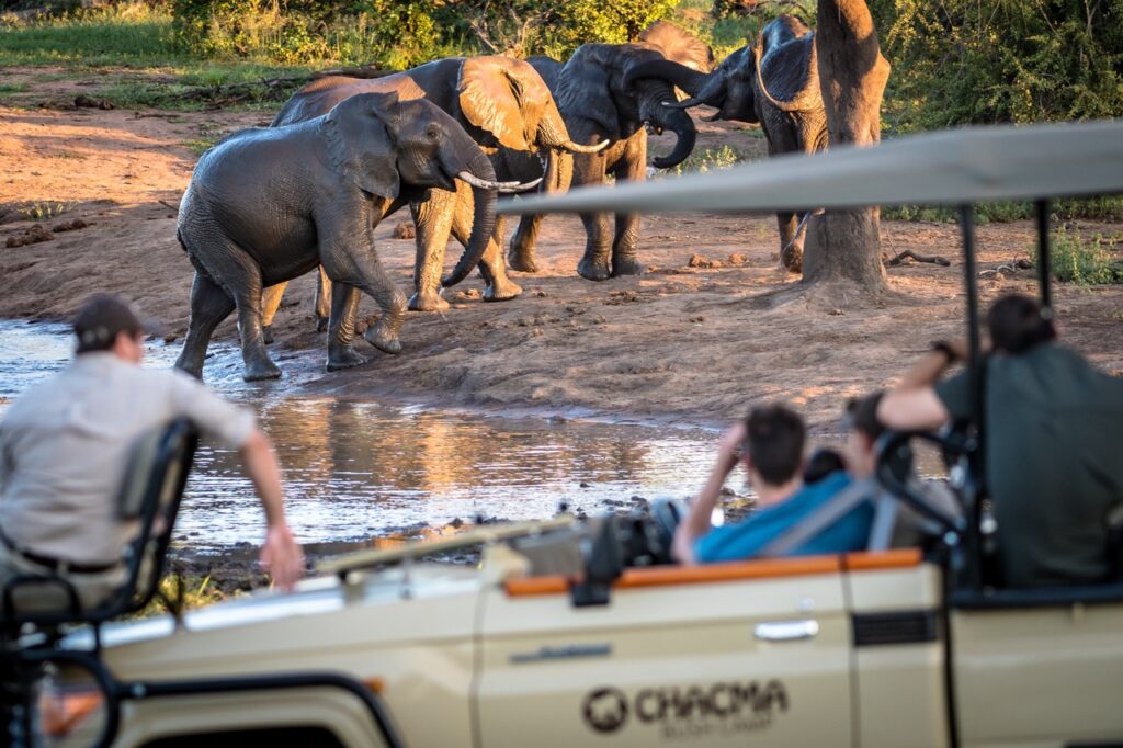 chacma bush camp