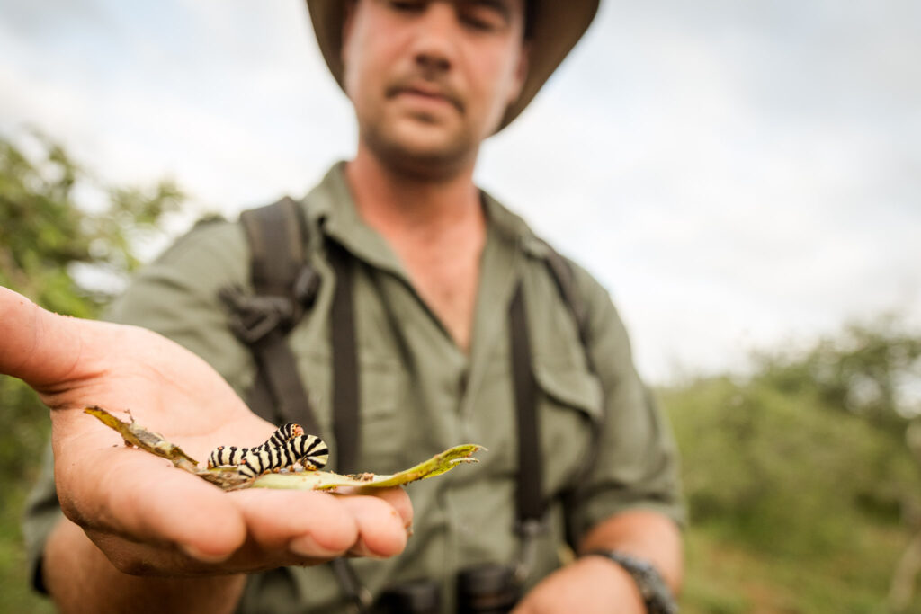 AOF Walking safari