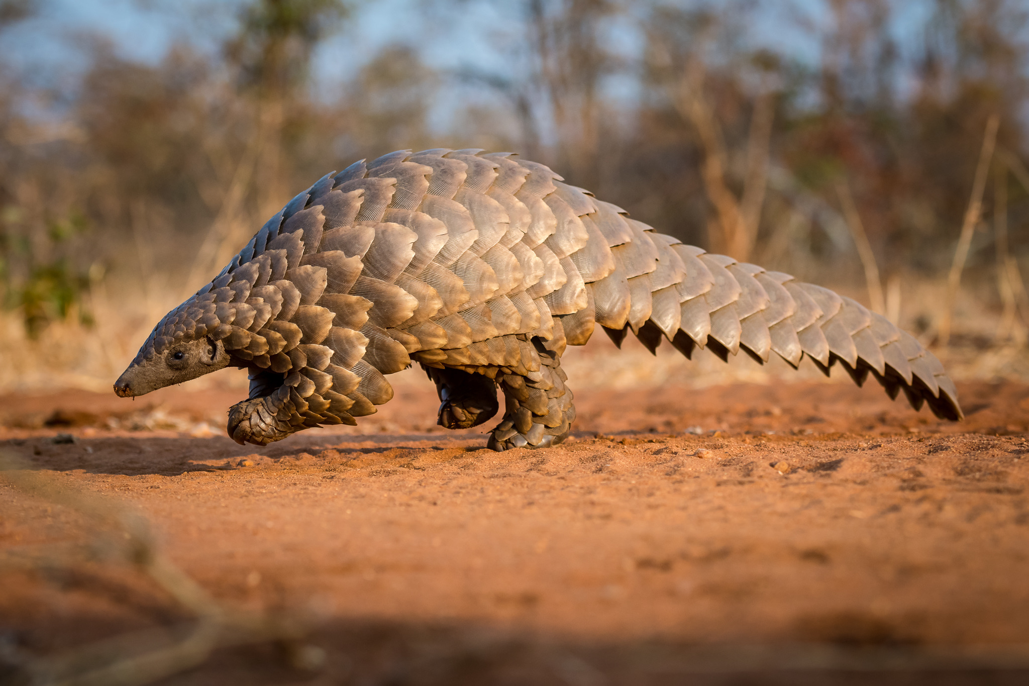 Pangolin