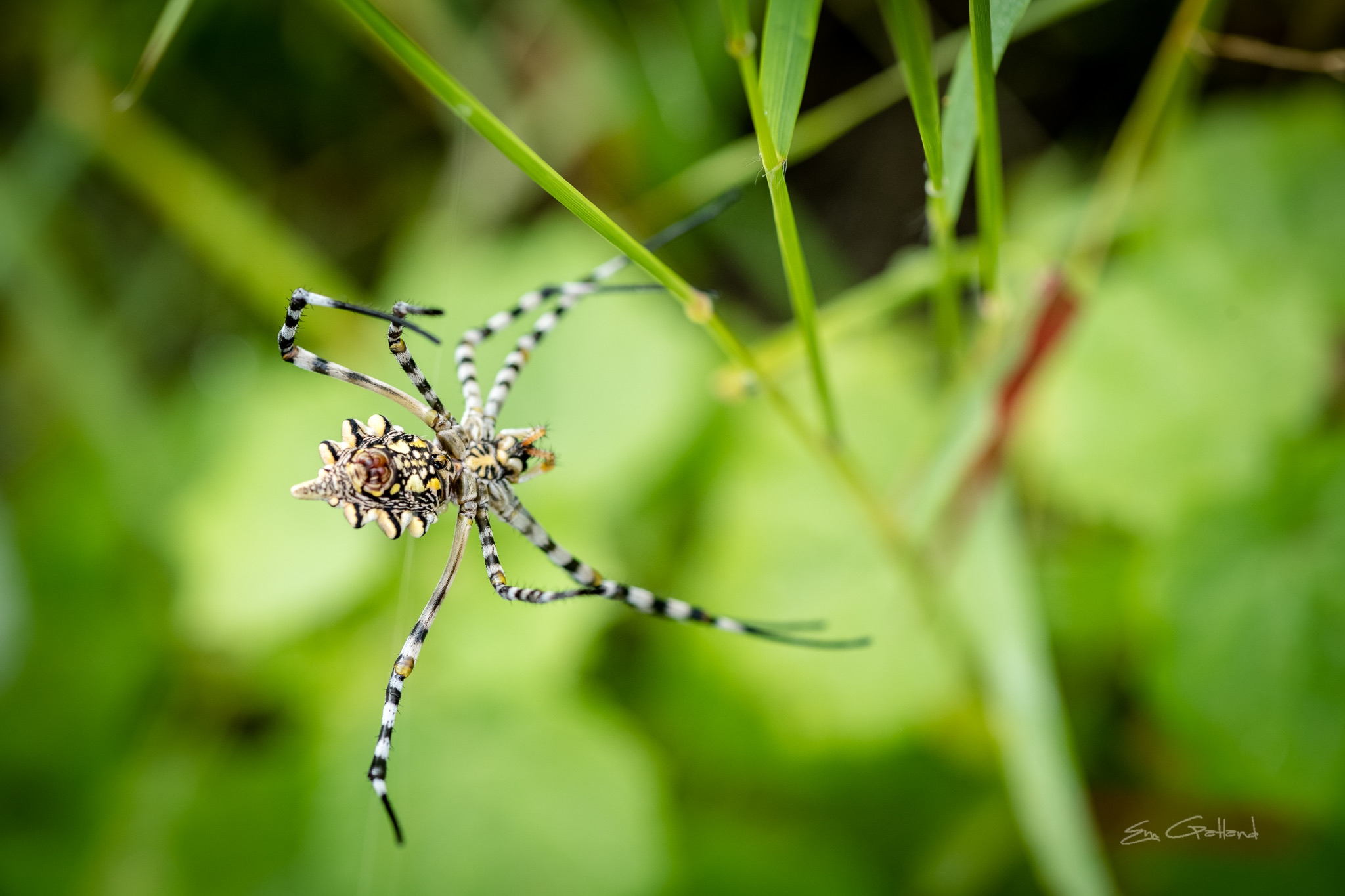 Lobed arigope spider