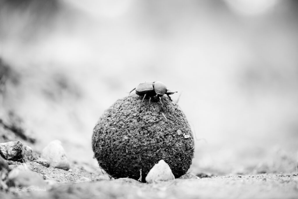 Dung beetle