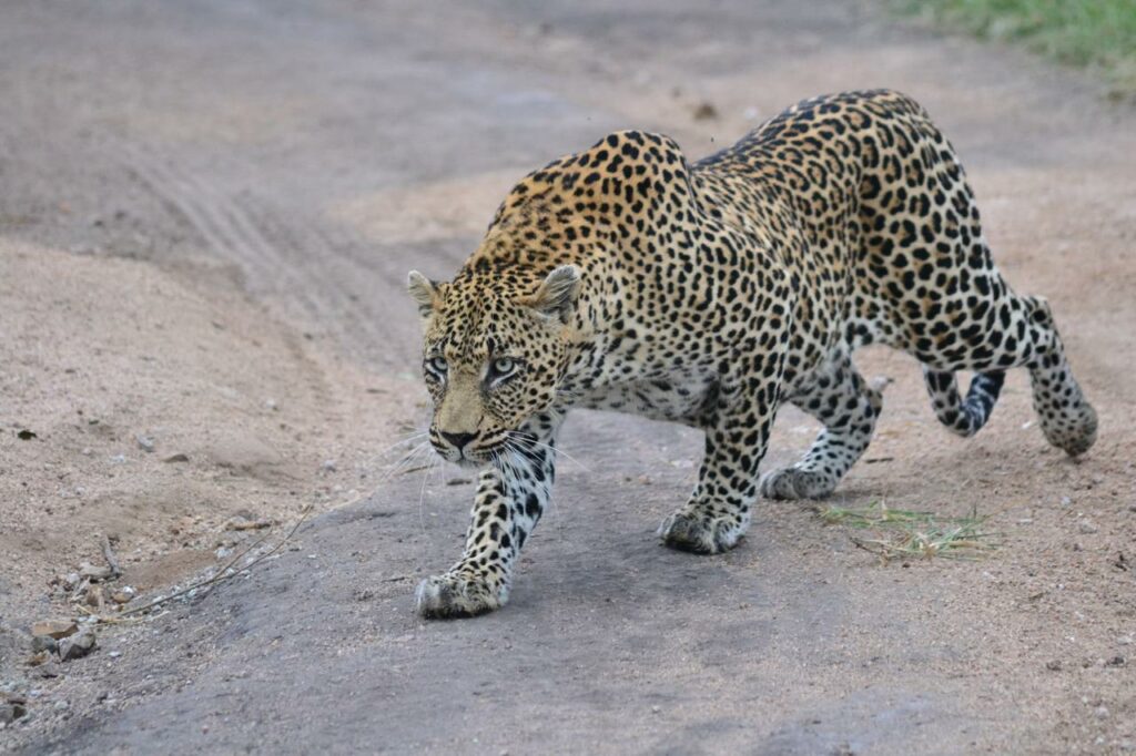 Leopard