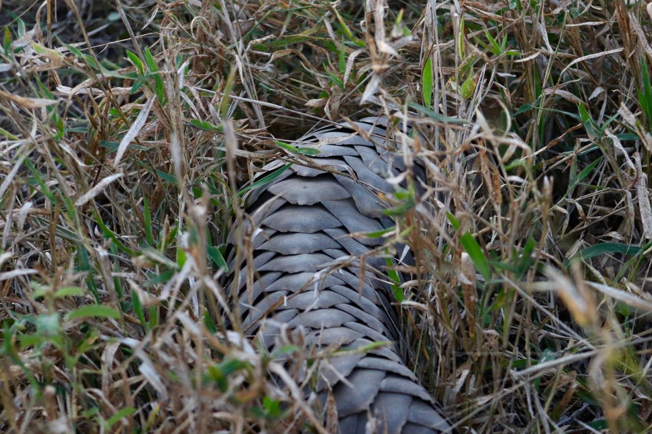 Pangolin