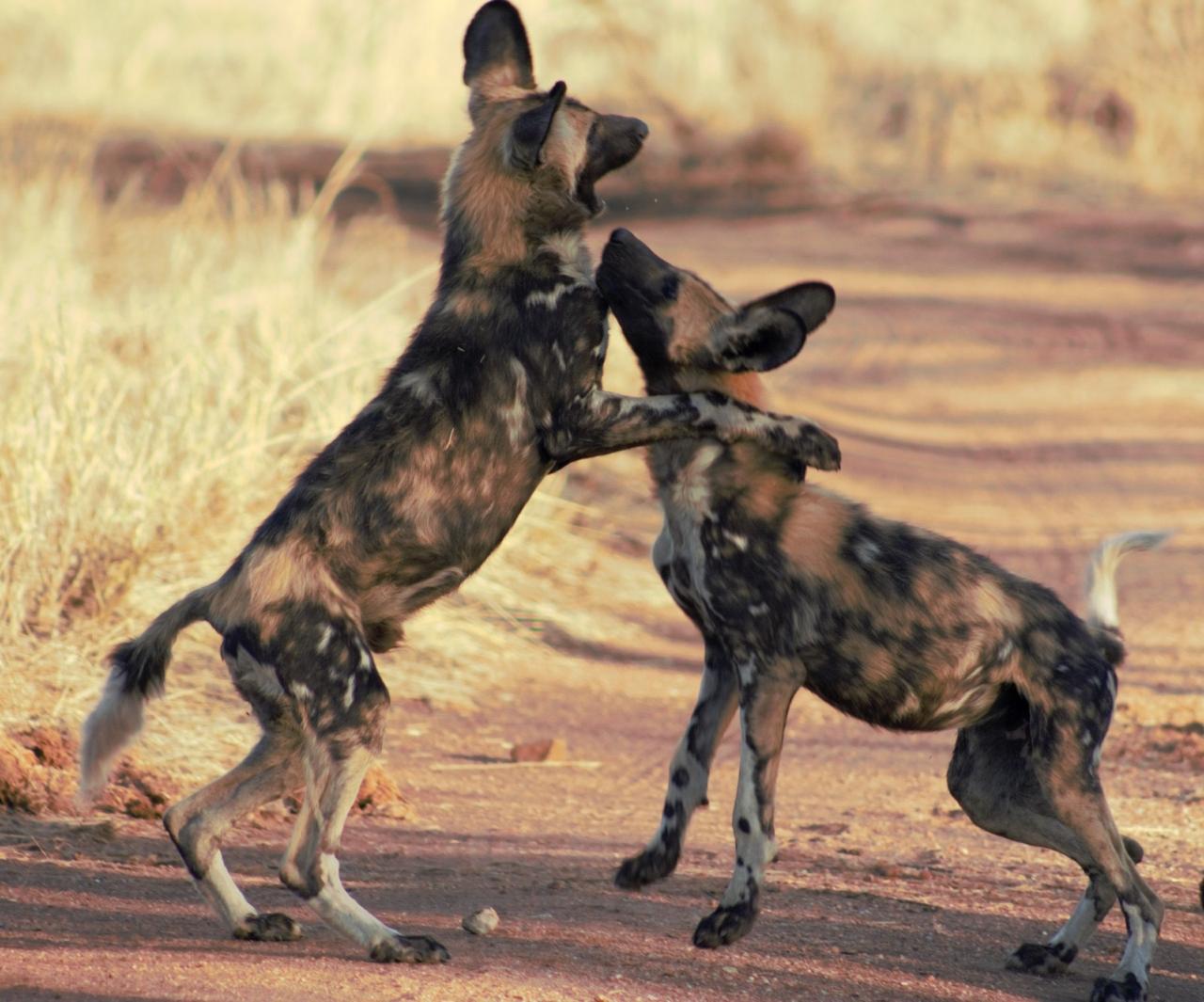 Wild dog playing