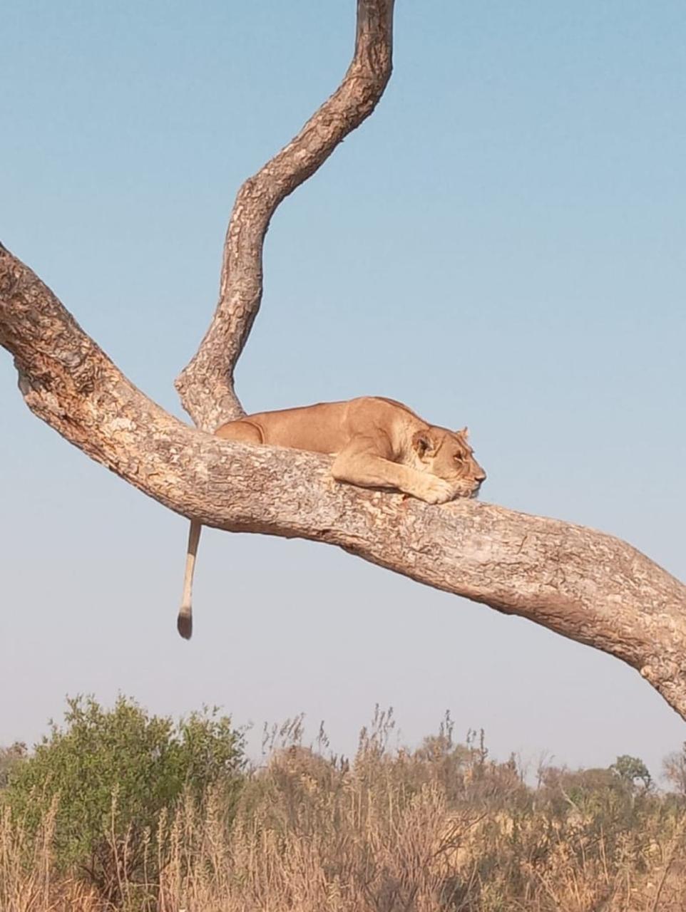 Lion in tree