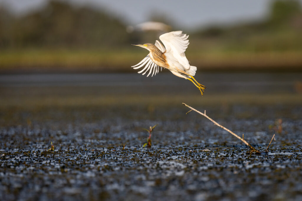birdlife