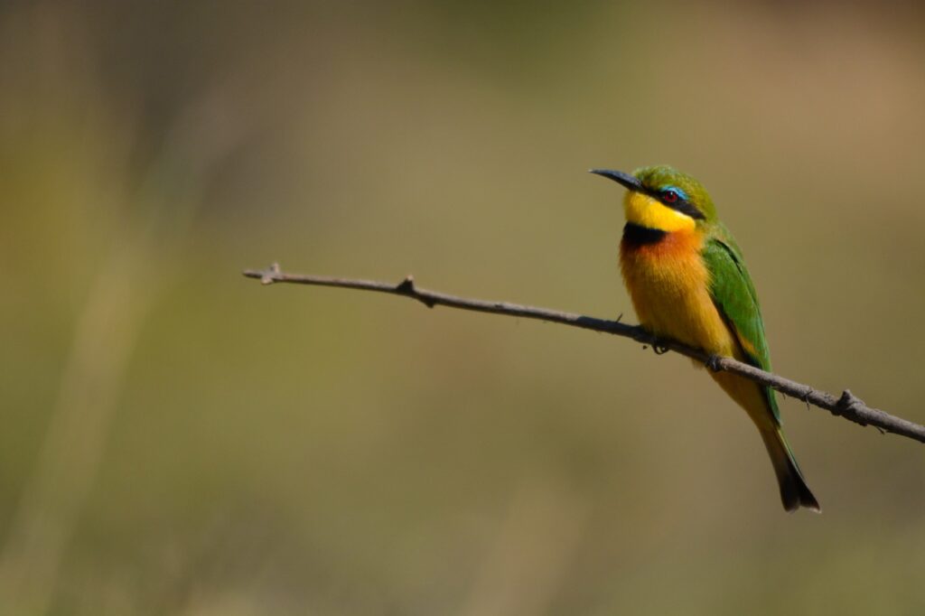 Little bee-eater