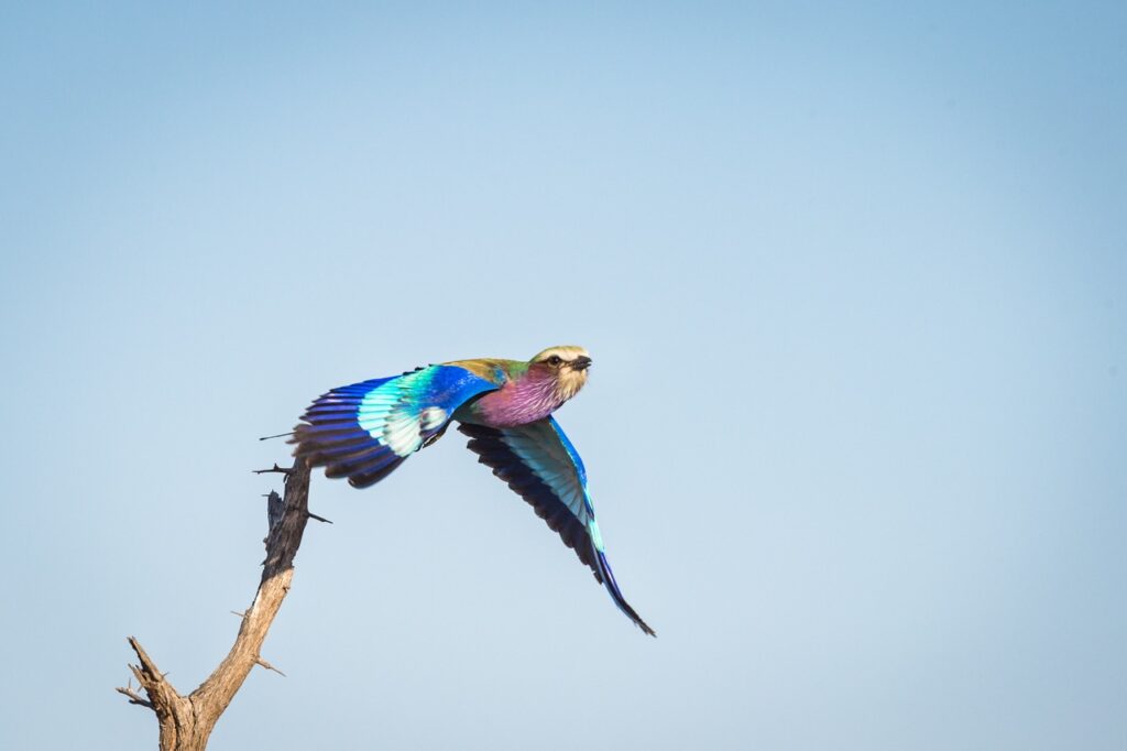 Lilac-breasted roller