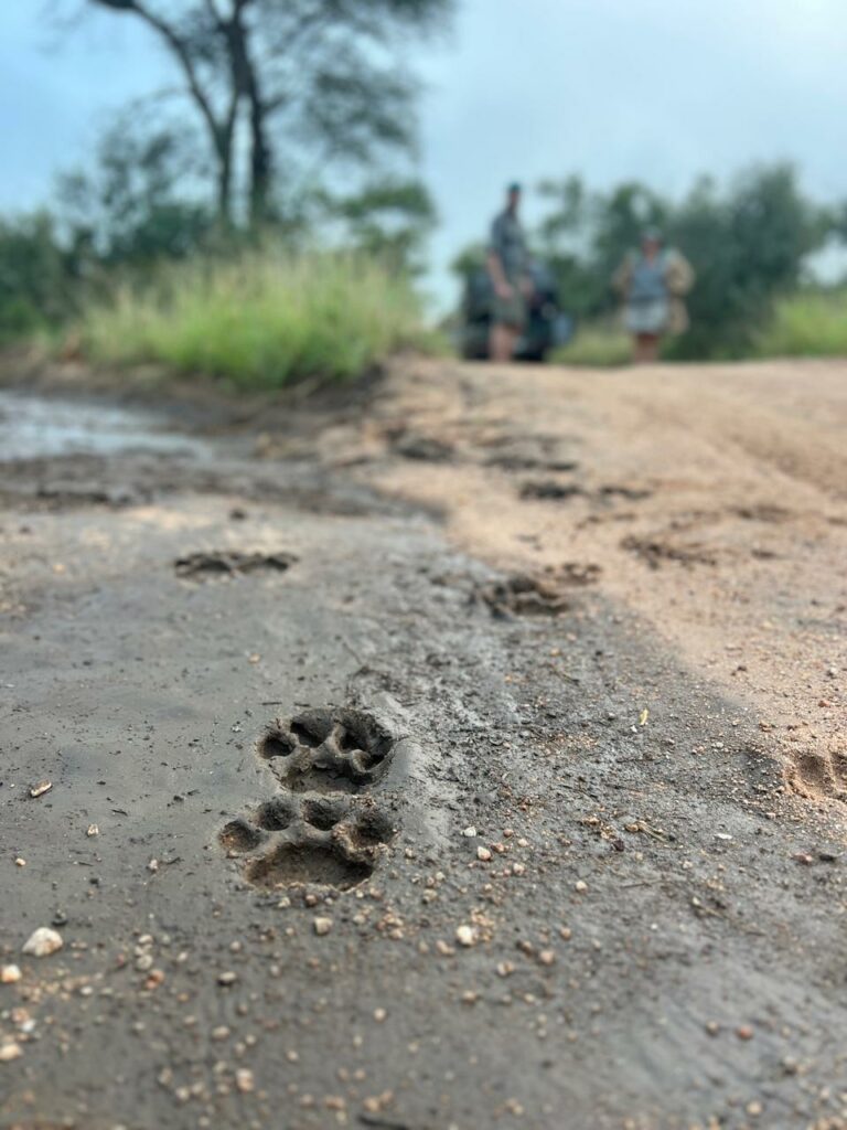 tracks in the sand