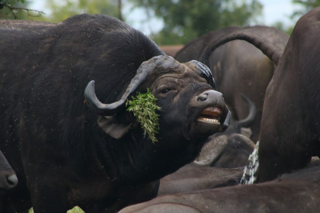 Umkumbe Safari Lodge