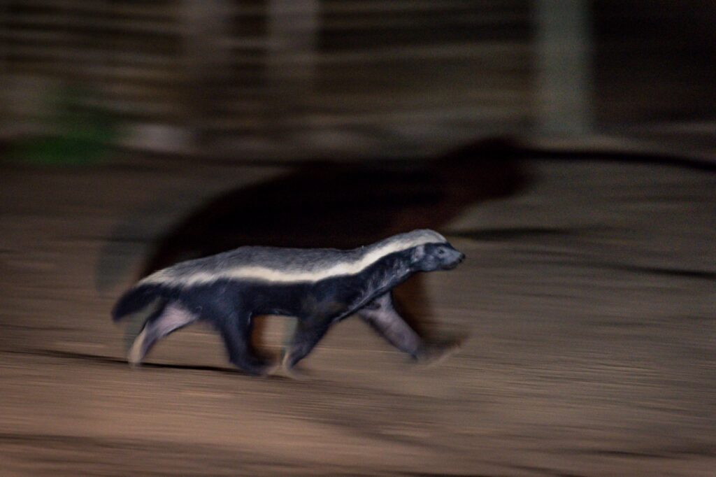 honey badger