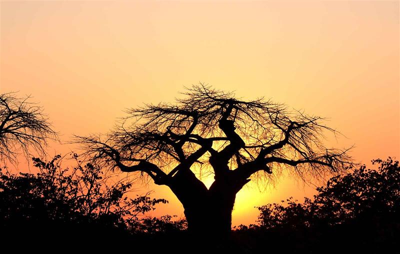 baobab