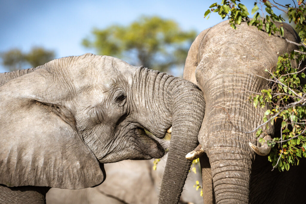 elephant and calf