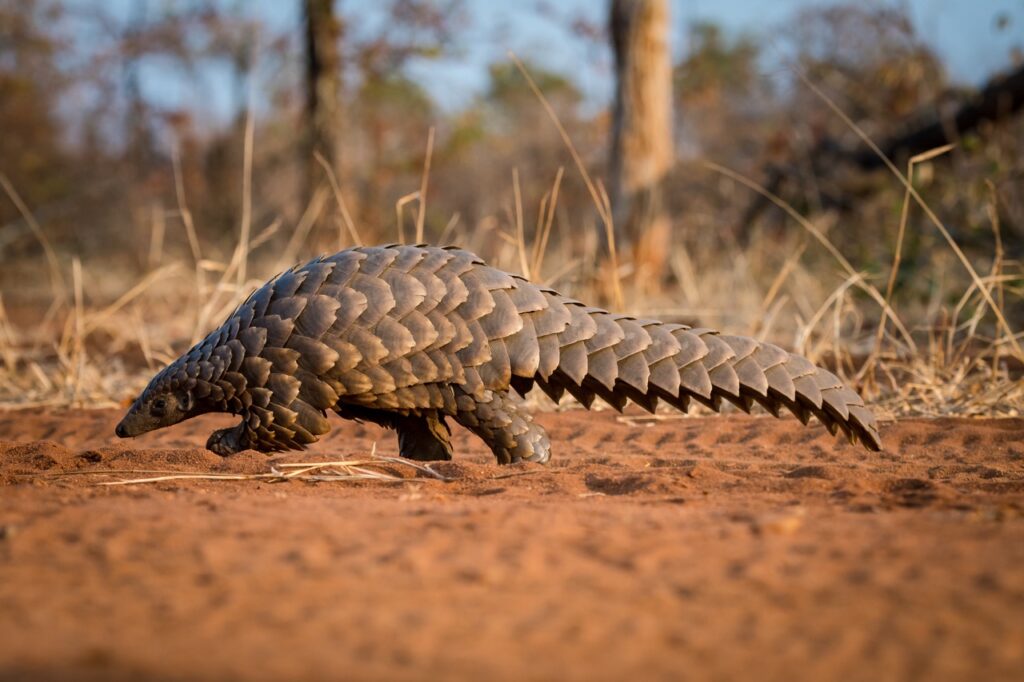pangolin