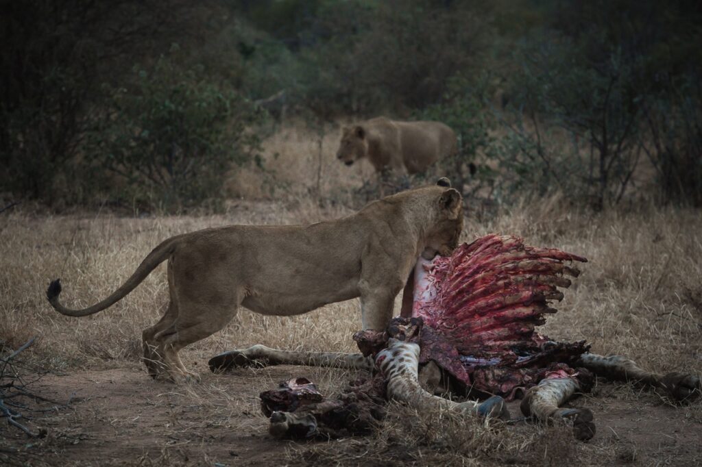 lioness and giraffe kill