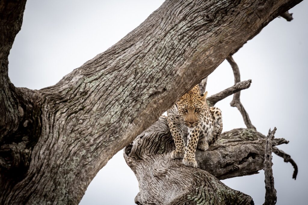 leopard in a tree
