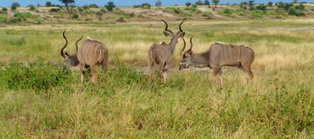kudu
