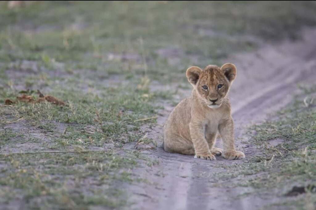 lion cub