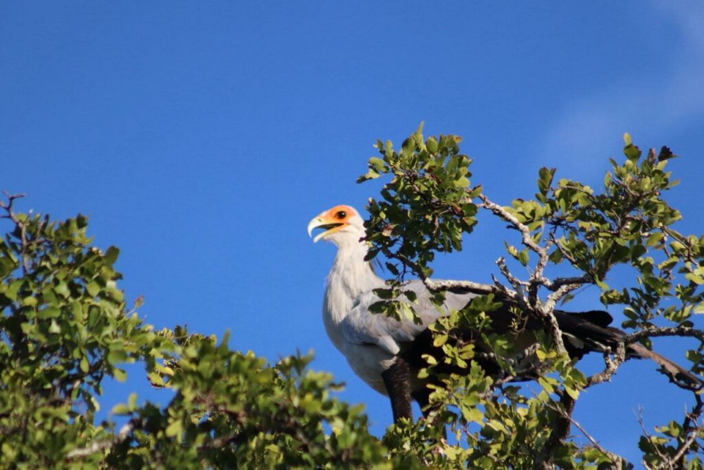 secretary bird