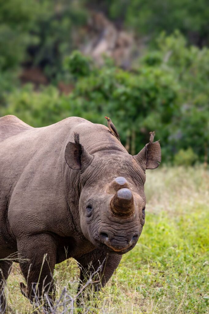 rhino