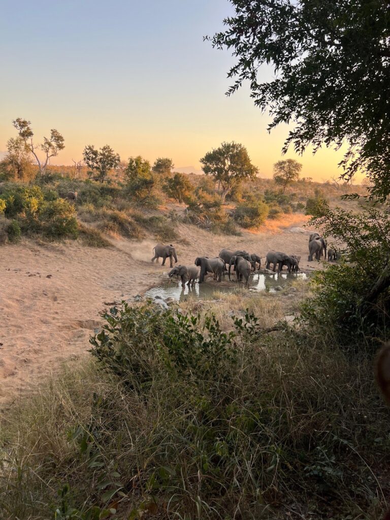 elephant herd at Nyala safari lodge
