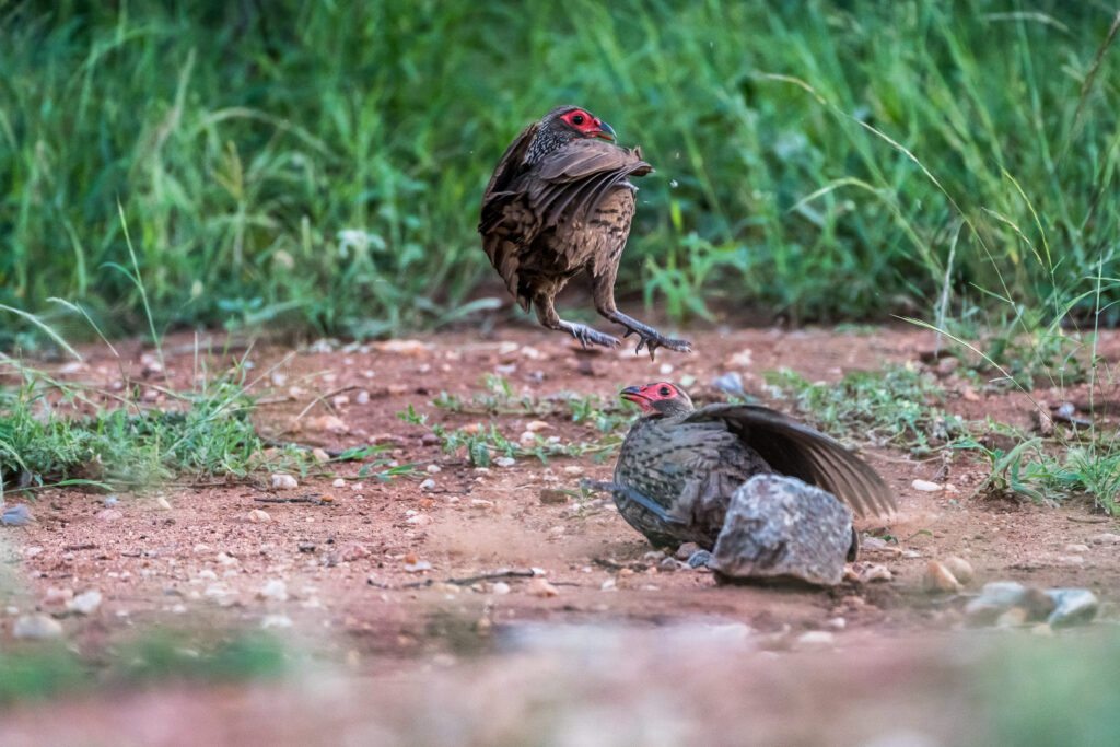 francolin fighting