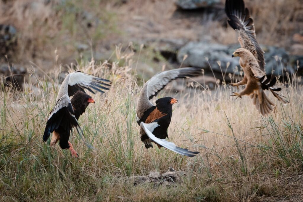 bateleurs and tawny eagle