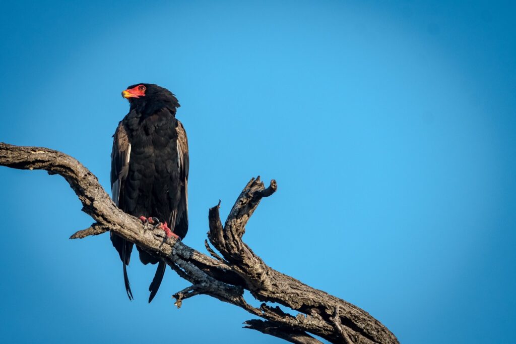 Bateleur eagle