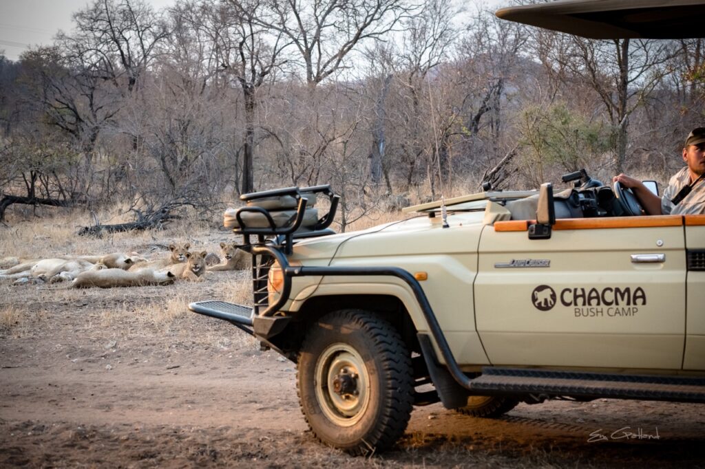 Chacma game drive