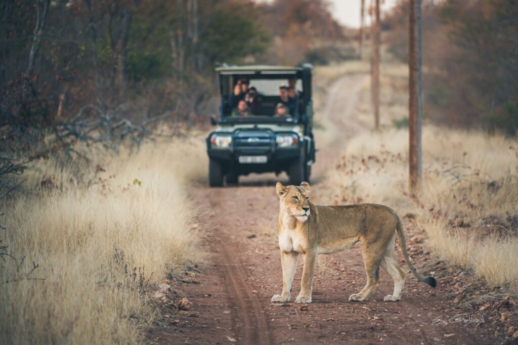 guided safari