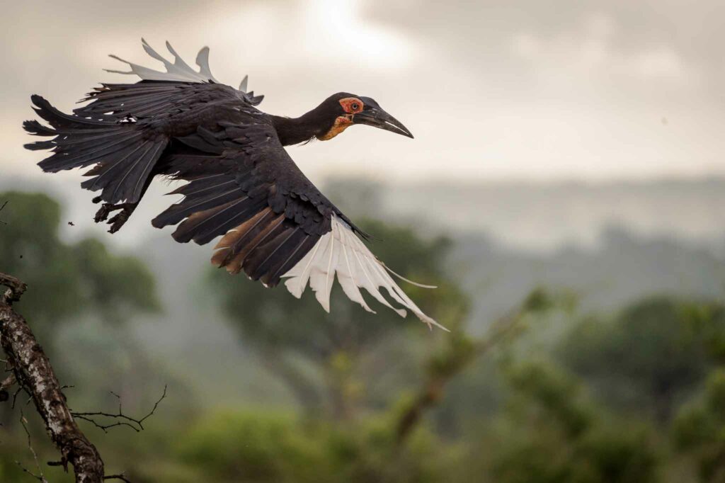 Ground hornbill in flight