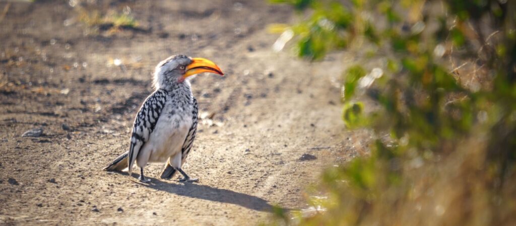 yellow-billed hornbill