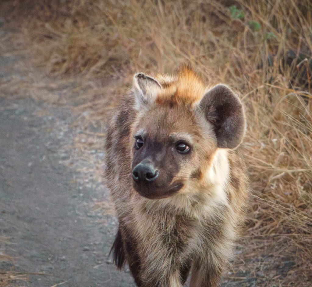 spotted hyena