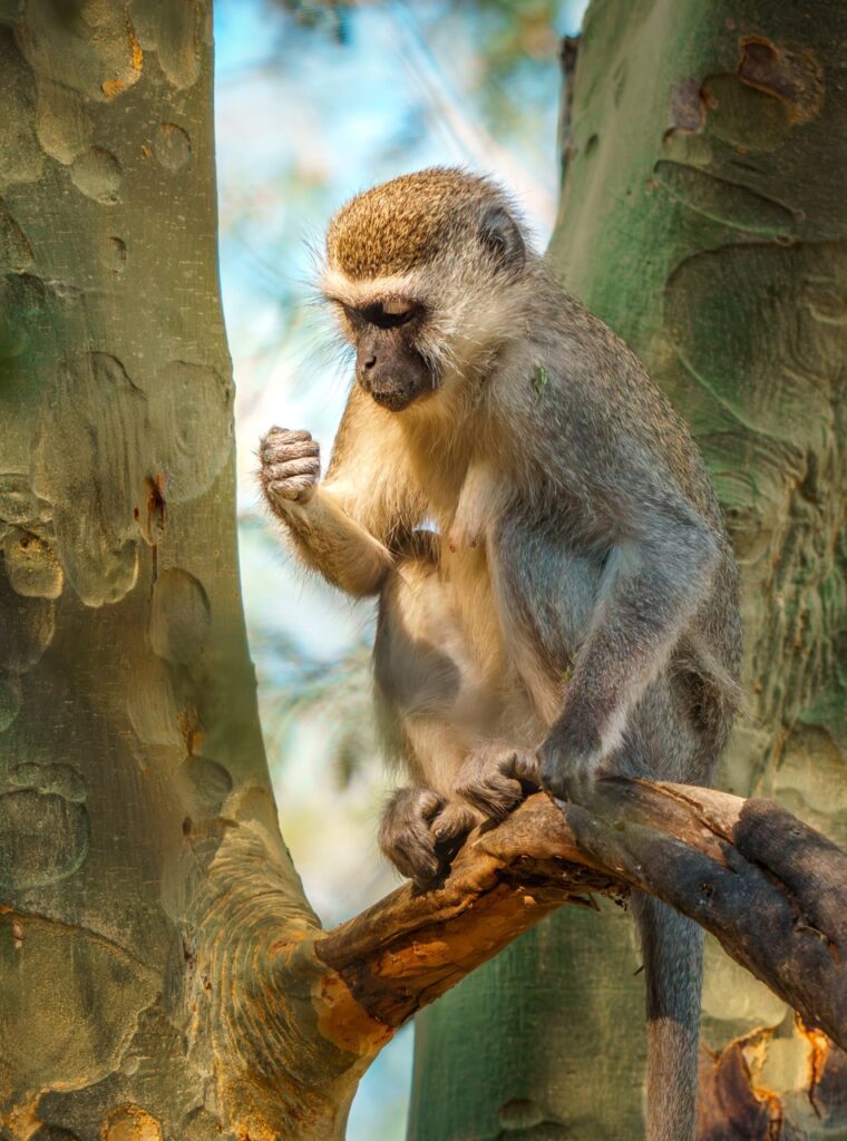 vervet monkey