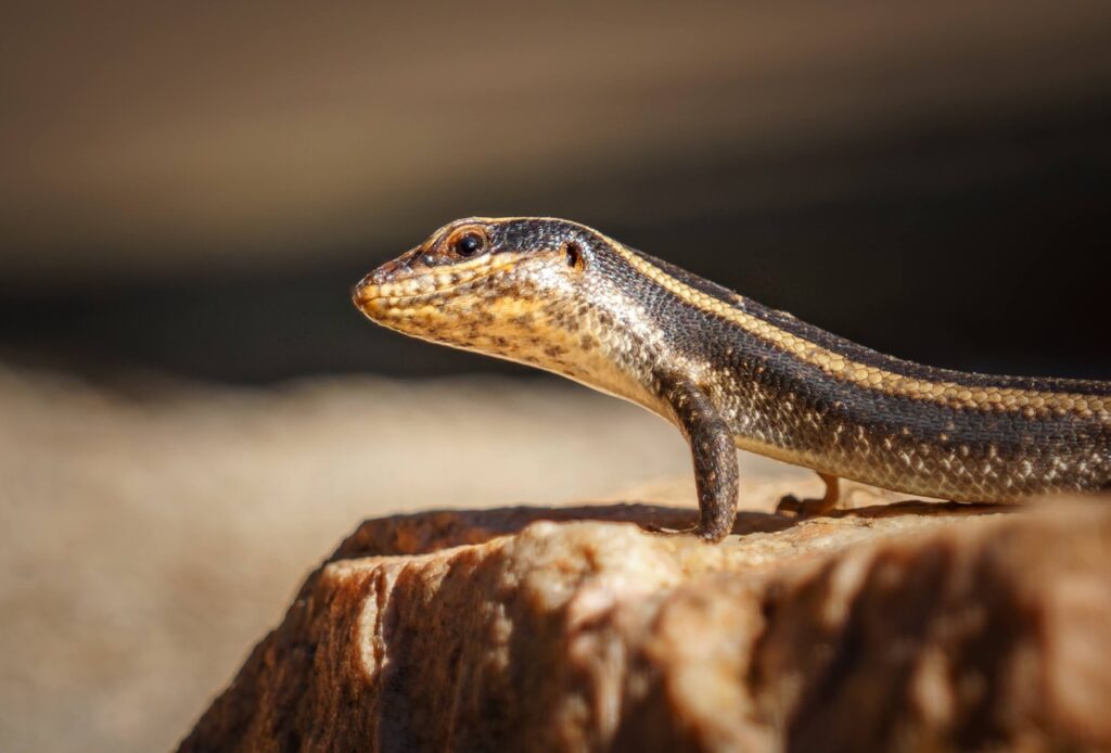 lizard