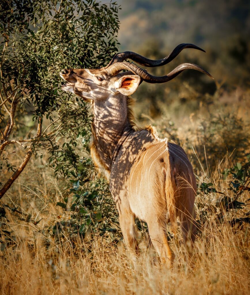 kudu grazing 