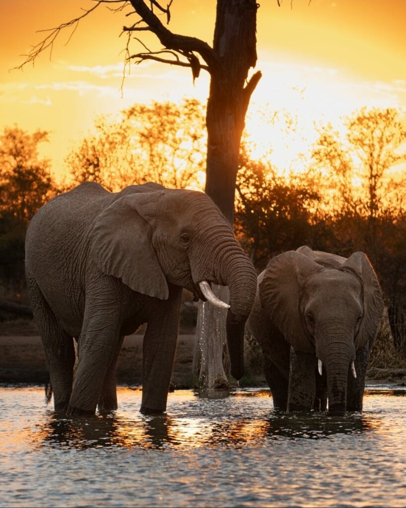 elephant sunset