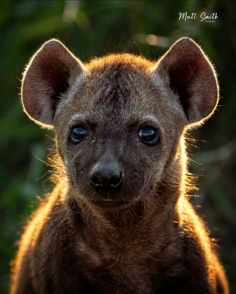 hyena pup